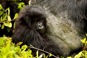 2-Day Uganda Gorilla Trekking Tour Express from Kigali