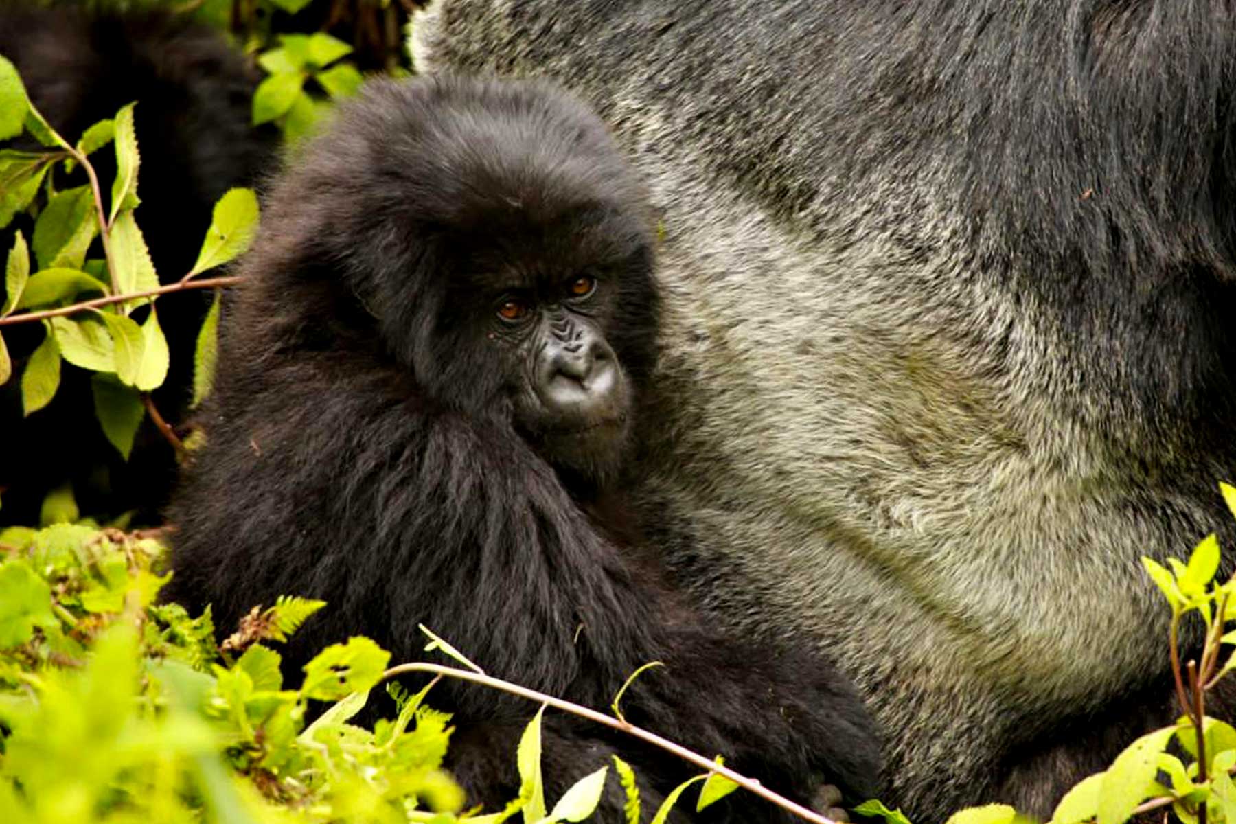 2-Day Uganda Gorilla Trekking Tour Express from Kigali