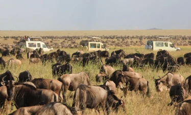 20-Day Gorilla Trek, Tanzania Migration and Zanzibar