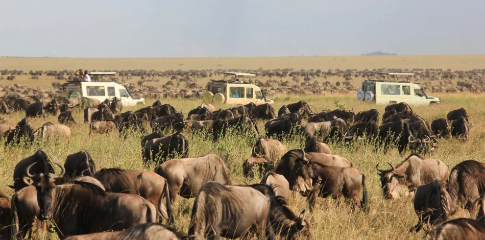 20-Day Gorilla Trek, Tanzania Migration & Zanzibar