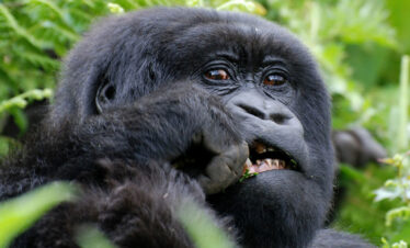3-Day Luxurious Gorilla Trek Adventure