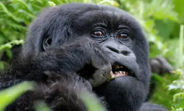 3-Day Luxurious Gorilla Trek Adventure