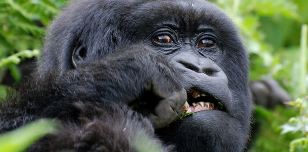 3-Day Luxurious Gorilla Trek Adventure