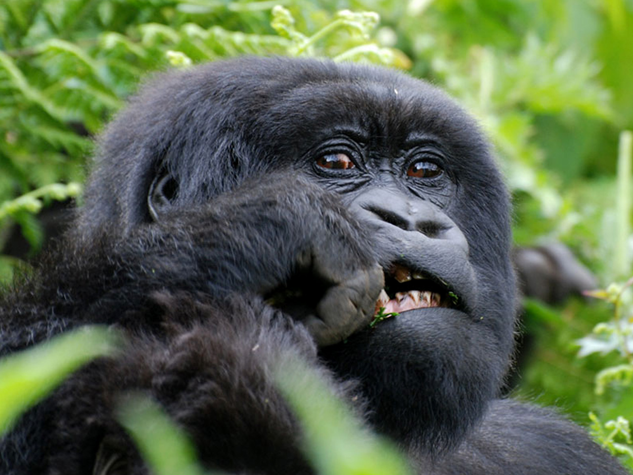 3-Day Luxurious Gorilla Trek Adventure