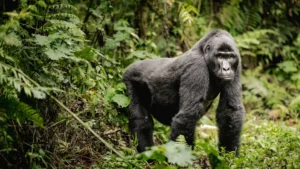 3-Day Uganda Gorilla Trek Experience