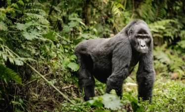 3-Day Uganda Gorilla Trek Experience