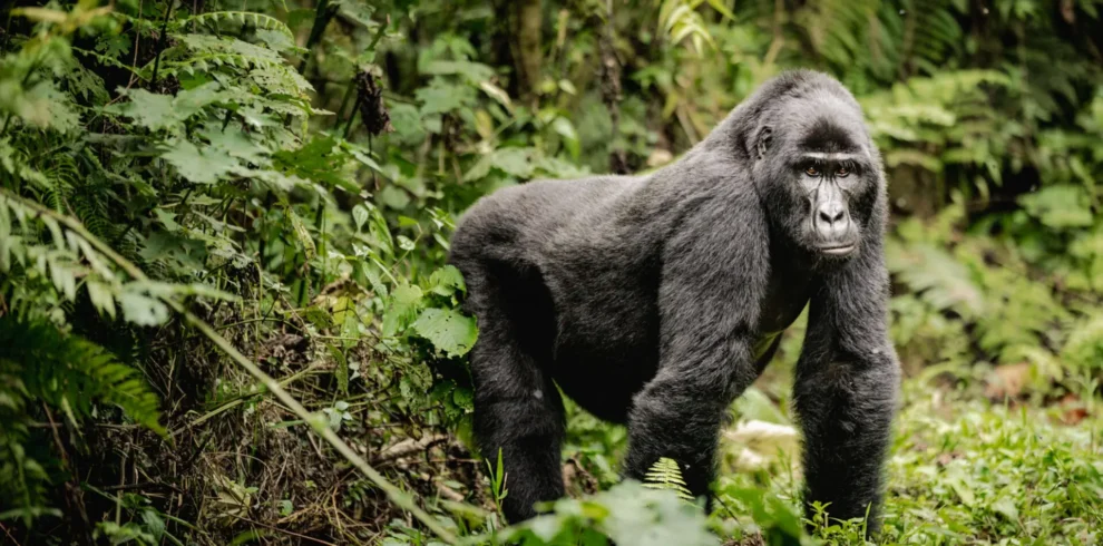 3-Day Uganda Gorilla Trek Experience
