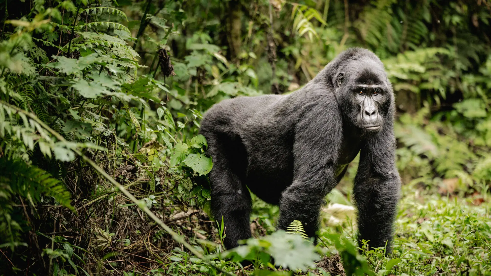 3-Day Uganda Gorilla Trek Experience