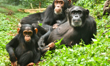 4-Day Bwindi Gorilla and Kibale Chimp Tracking Safari