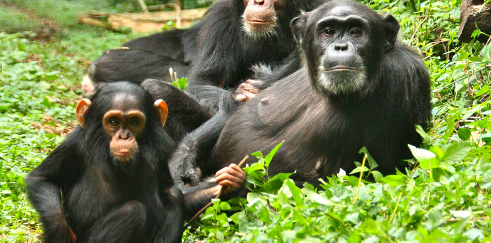 4-Day Bwindi Gorilla and Kibale Chimp Tracking Safari