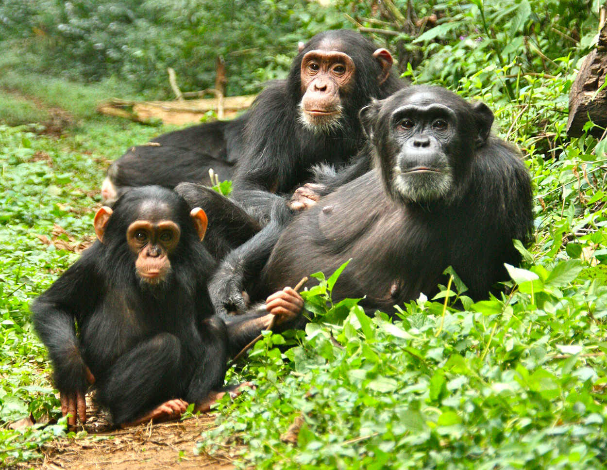 4-Day Bwindi Gorilla and Kibale Chimp Tracking Safari