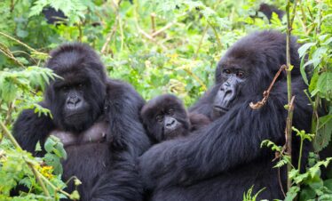 4-Day Double Uganda Gorilla Trekking Bwindi/Mgahinga Gorilla