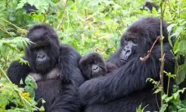 4-Day Double Uganda Gorilla Trekking Bwindi/Mgahinga Gorilla