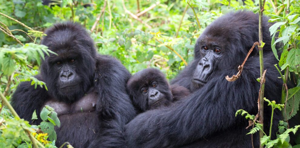 4-Day Double Uganda Gorilla Trekking Bwindi/Mgahinga Gorilla
