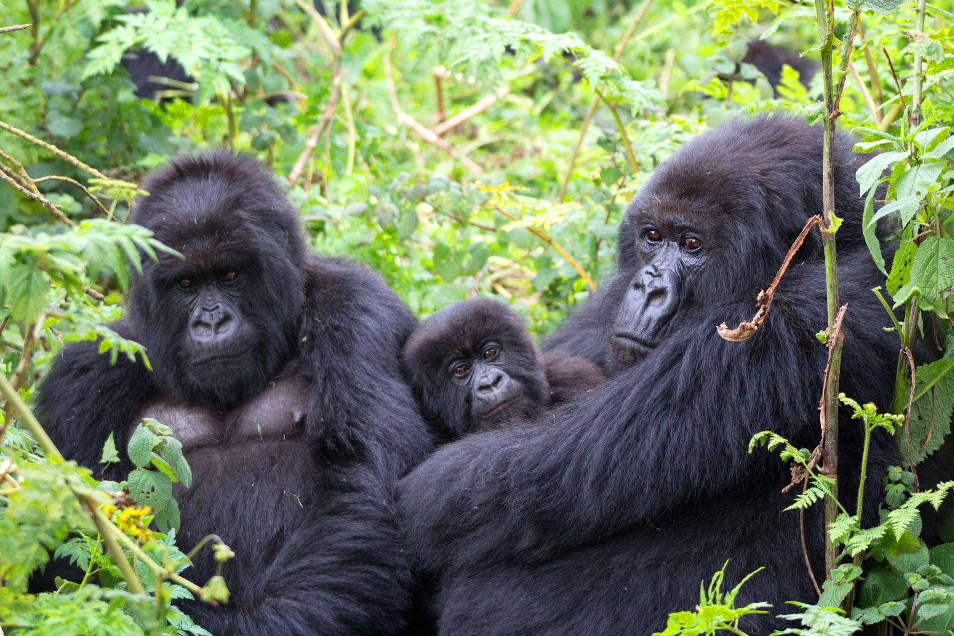 4-Day Double Uganda Gorilla Trekking Bwindi/Mgahinga Gorilla