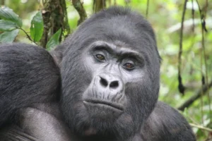 4-Day Kigali & Mountain Gorilla Trekking Safari Uganda