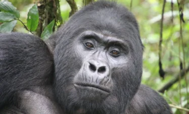 4-Day Kigali & Mountain Gorilla Trekking Safari Uganda