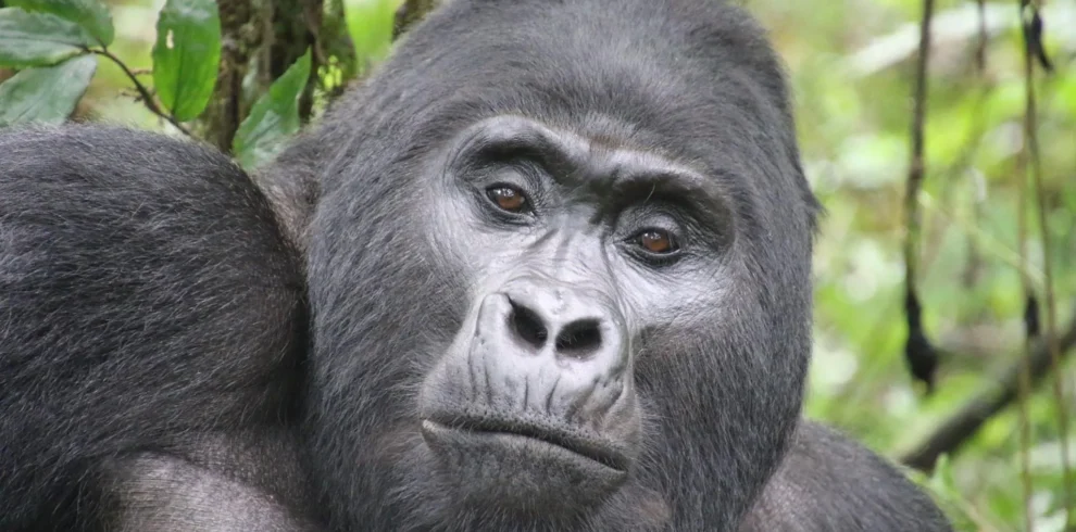 4-Day Kigali & Mountain Gorilla Trekking Safari Uganda