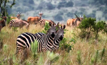 4-Day Rwanda Adventure to Akagera and Volcanoes National Parks