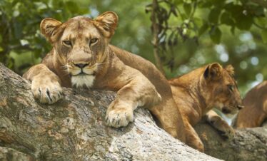 5-Day Queen Elizabeth NP and Bwindi National Park Safari