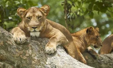 5-Day Queen Elizabeth NP and Bwindi National Park Safari