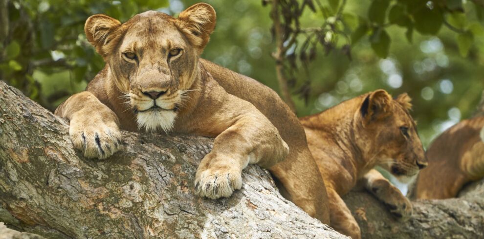 5-Day Queen Elizabeth NP and Bwindi National Park Safari