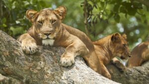 5-Day Queen Elizabeth NP and Bwindi National Park Safari