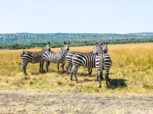 5-Day Rwanda Gorilla Trekking & Akagera National Park Safari