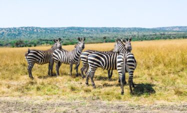 5-Day Rwanda Gorilla Trekking & Akagera National Park Safari