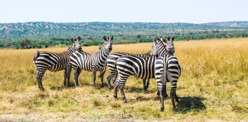 5-Day Rwanda Gorilla Trekking & Akagera National Park Safari