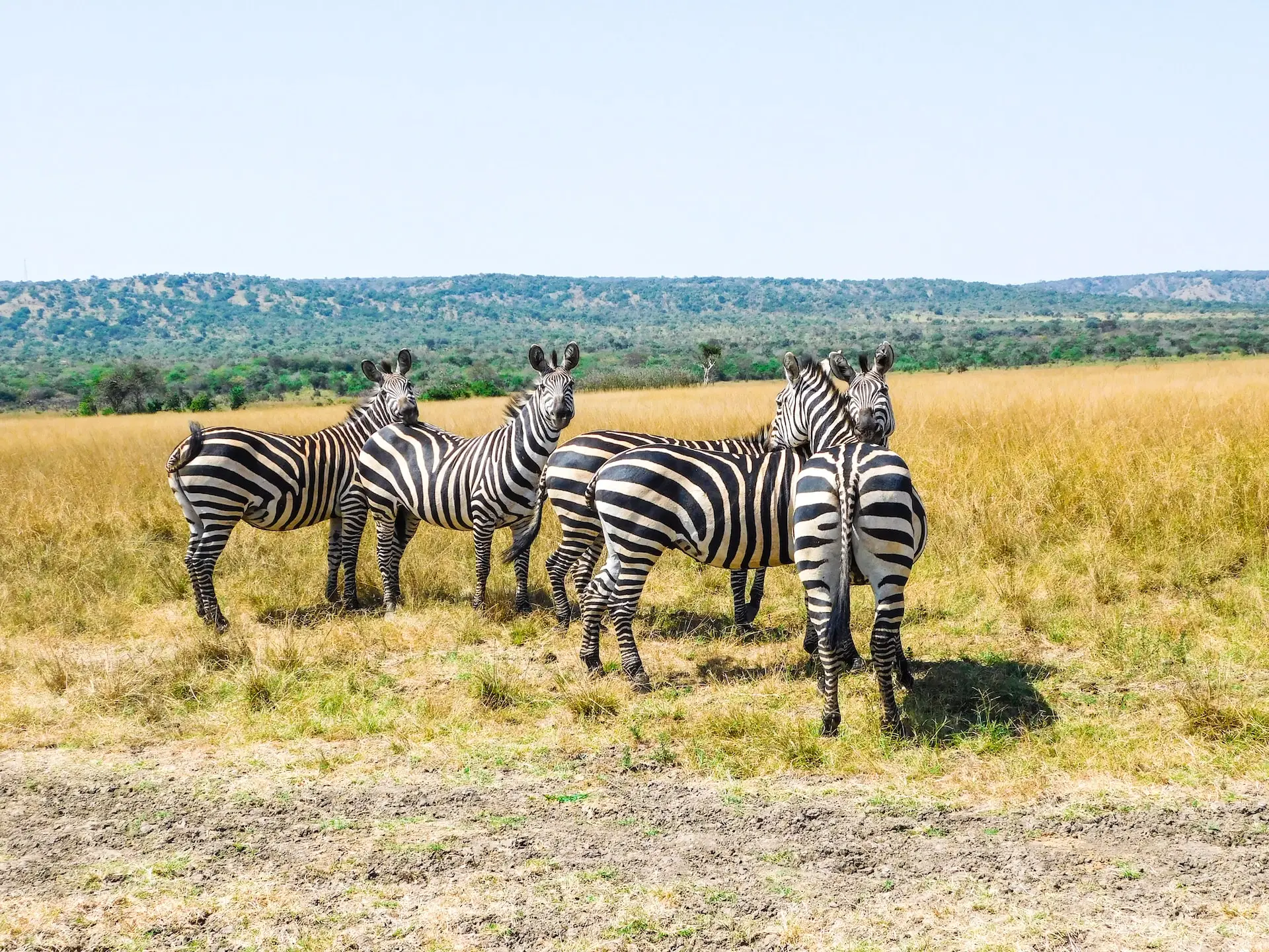 5-Day Rwanda Gorilla Trekking & Akagera National Park Safari