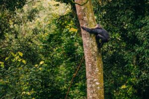 5-Day safari Nyungwe and Volcanoes National Park