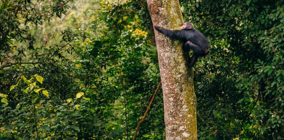 5-Day safari Nyungwe and Volcanoes National Park