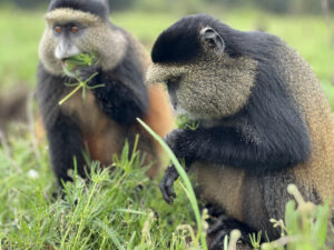 5 Days Gorilla trek, Bisoke, Diane Fossey and Golden Monkeys Adventure