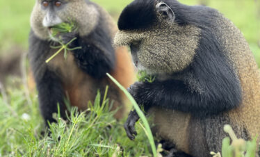 5-Day Gorilla Trek, Bisoke & Diane Fossey Adventure