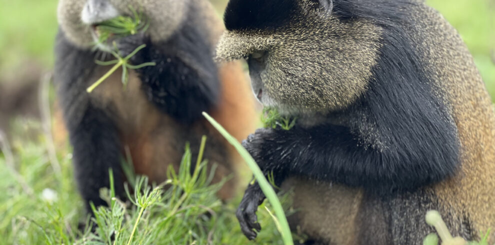 5 Days Gorilla trek, Bisoke, Diane Fossey and Golden Monkeys Adventure