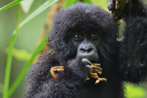 5-day/4Nights Adventure to Nyungwe, Lake Kivu, and Volcanoes National Park