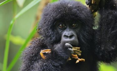 5-day-4Nights Adventure to Nyungwe, Lake Kivu, and Volcanoes National Park