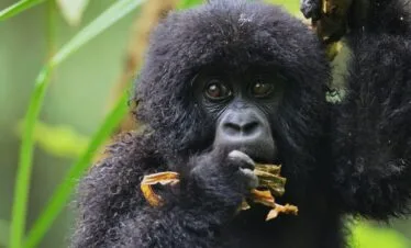 5-day-4Nights Adventure to Nyungwe, Lake Kivu, and Volcanoes National Park