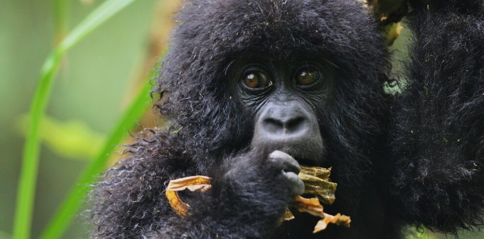 5-day/4Nights Adventure to Nyungwe, Lake Kivu, and Volcanoes National Park