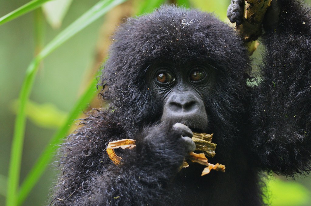 5-day/4Nights Adventure to Nyungwe, Lake Kivu, and Volcanoes National Park