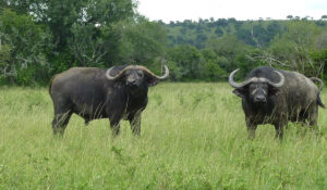 6-Day Big Five Safari and Gorilla Trekking Rwanda Uganda