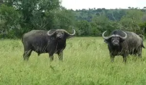 6-Day Big Five Safari and Gorilla Trekking Rwanda Uganda
