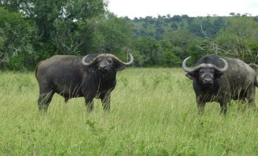 6-Day Big Five Safari and Gorilla Trekking Rwanda Uganda