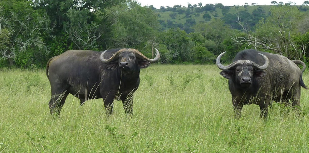 6-Day Big Five Safari and Gorilla Trekking Rwanda Uganda