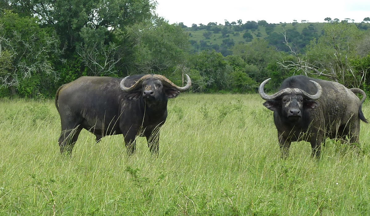 6-Day Big Five Safari and Gorilla Trekking Rwanda Uganda