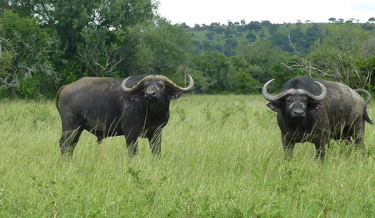 6-Day Big Five Safari and Gorilla Trekking Rwanda Uganda