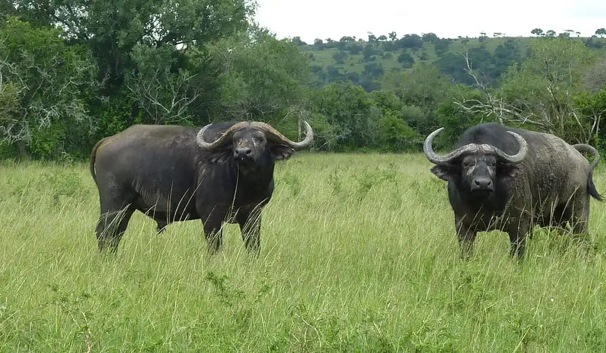 6-Day Big Five Safari and Gorilla Trekking Rwanda Uganda