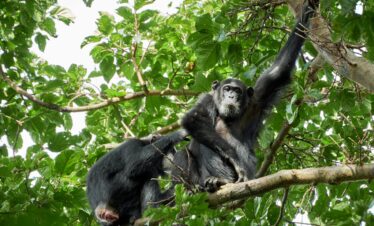 7-Day Gorillas, Chimps & Wildlife Safari Holiday