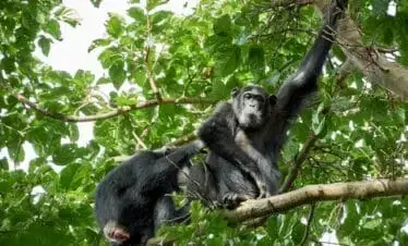 7-Day Gorillas, Chimps & Wildlife Safari Holiday